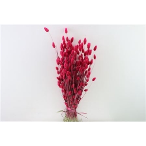 Dried Phalaris X5 Cerise Bunch