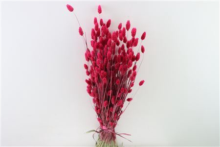 <h4>Dried Phalaris X5 Cerise Bunch</h4>