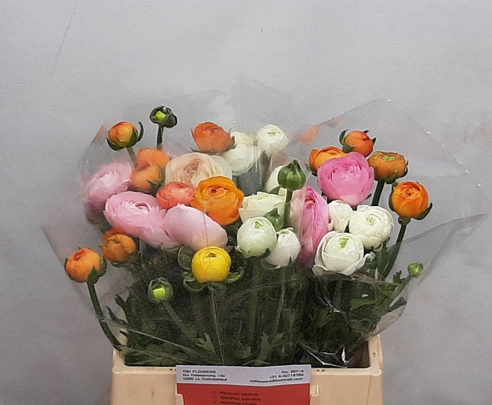 <h4>RAN GEM IN BOS</h4>