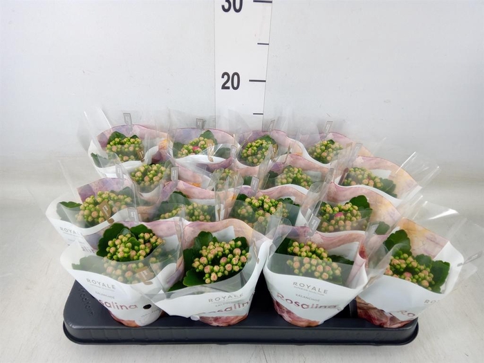 <h4>Kalanchoe blos. 'RosDon Alano'</h4>