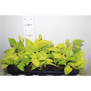 Epipr Golden Pothos