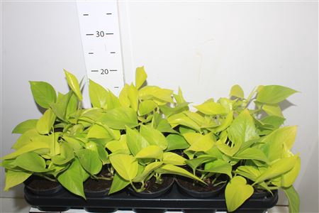 <h4>Epipr Golden Pothos</h4>