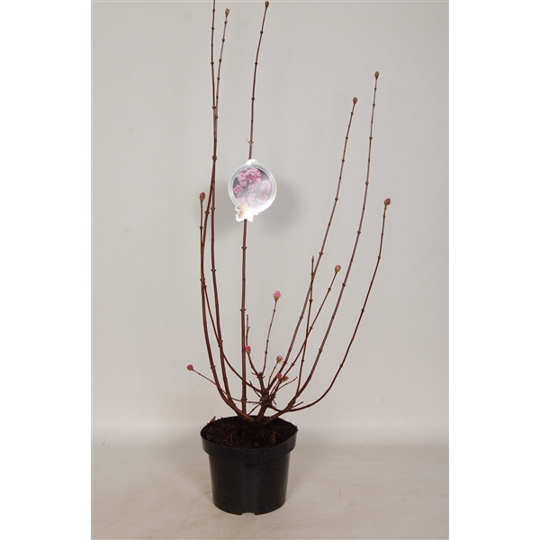 <h4>Viburnum bod. 'Charles Lamont' 60-80 P23</h4>