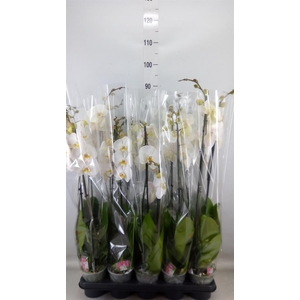Phalaenopsis   ...white