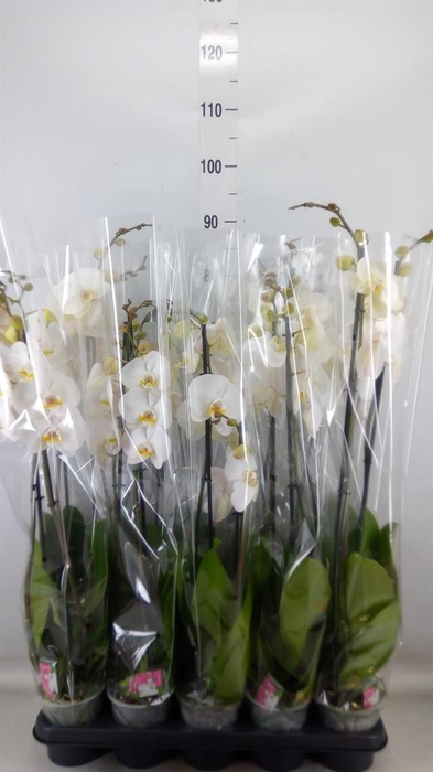 <h4>Phalaenopsis   ...white</h4>