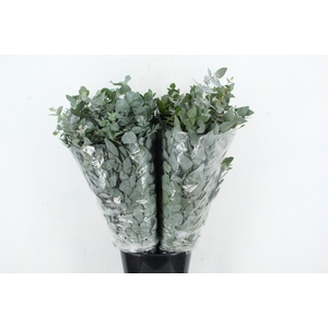EUC CINEREA 200GR