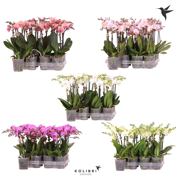 <h4>Kolibri Orchids Phalaenopsis Diverse 2 spike no etiket</h4>