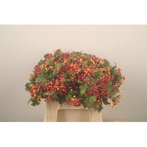 Viburnum Op Compactum 4+