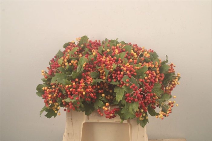 <h4>Viburnum Op Compactum 4+</h4>