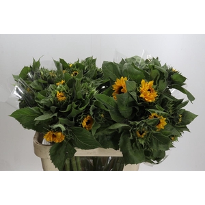 Helianthus Orange Fire