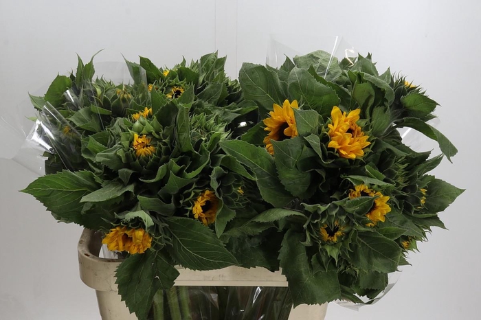 Helianthus Orange Fire