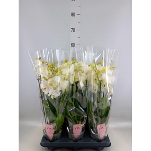 Phalaenopsis  'Ant Inverness'