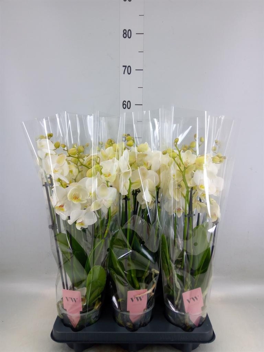 <h4>Phalaenopsis  'Ant Inverness'</h4>