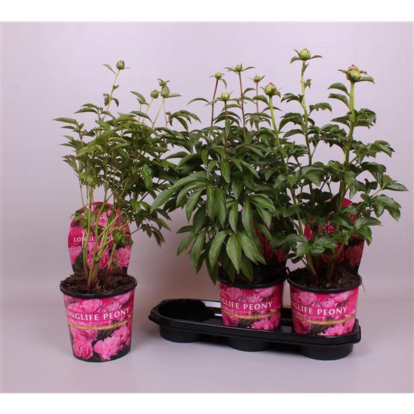 <h4>Paeonia 19CM Roze Longlife</h4>