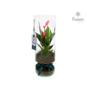 Green BottleAngelica Large met Anthurium