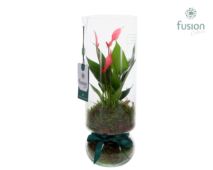 <h4>Green BottleAngelica Large met Anthurium</h4>