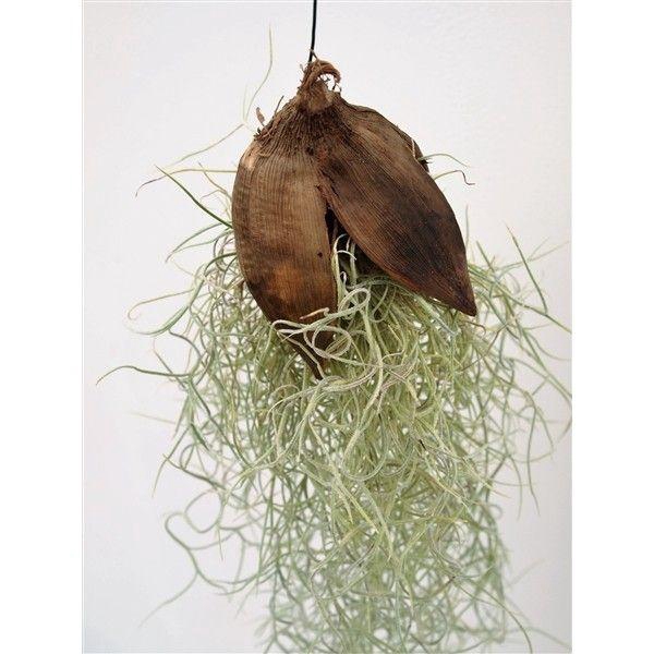 <h4>Tillandsia Usneoides Penca Naturel</h4>