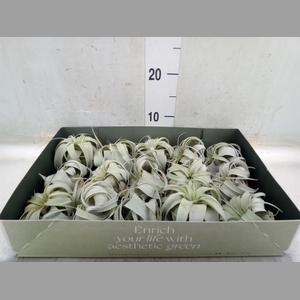 Tillandsia xerographica