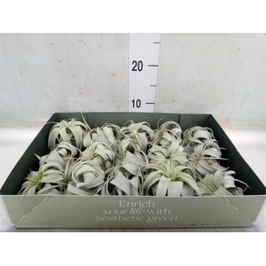 Tillandsia xerographica
