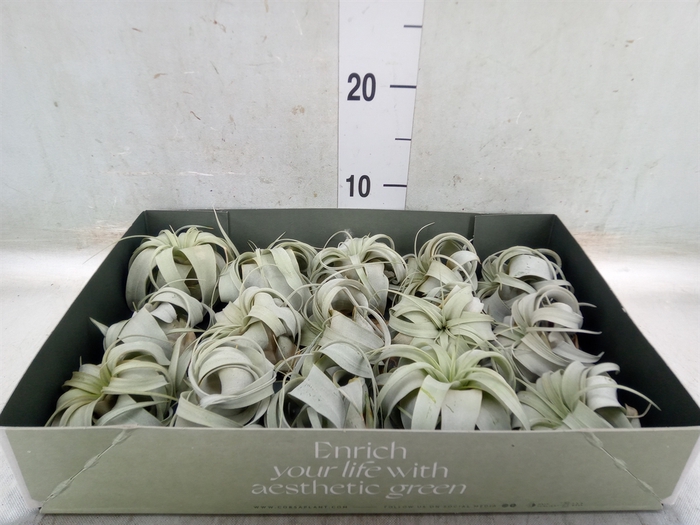 <h4>Tillandsia xerographica</h4>