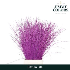 Betula L70 Lila