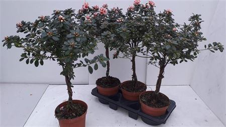 <h4>Rhodo Si Ov Stam</h4>