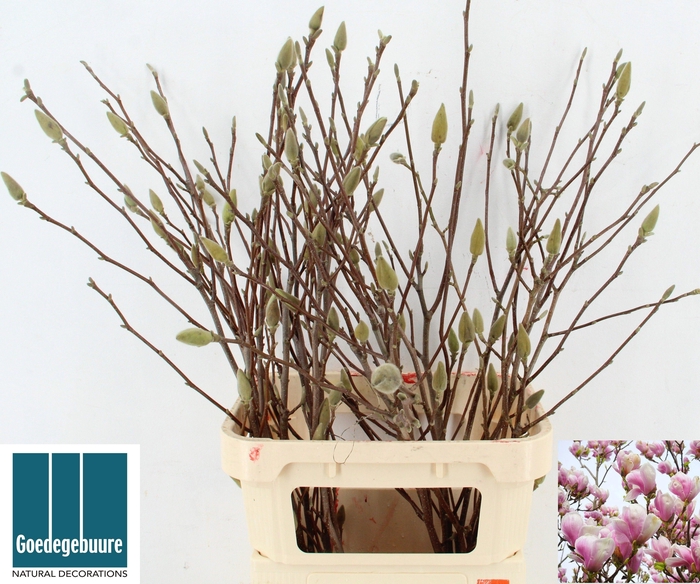 <h4>MAGNOLIA OV</h4>