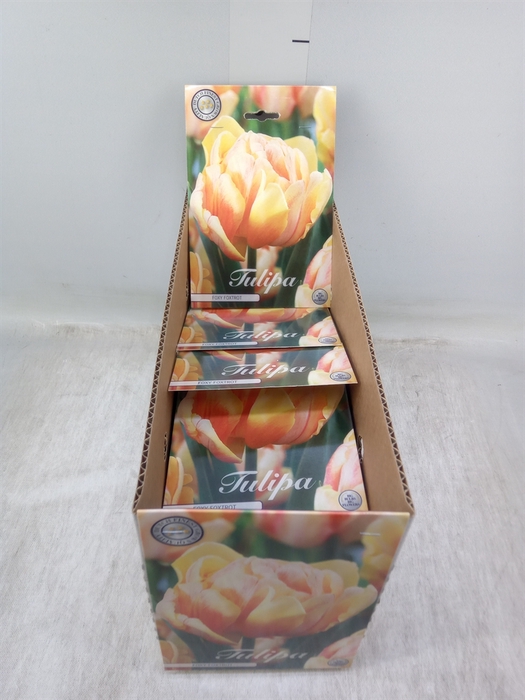 <h4>Tulipa   ...flowerbulbs</h4>