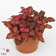 Fittonia Mosaic Tiger