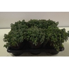 Origanum vulgare 'Compactum'