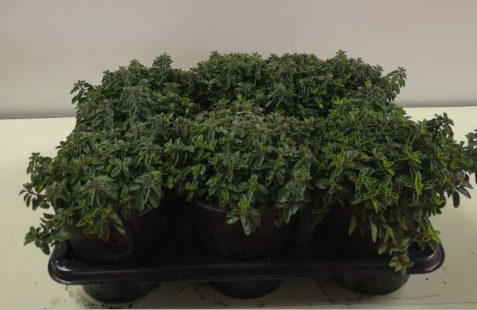 Origanum vulgare 'Compactum'