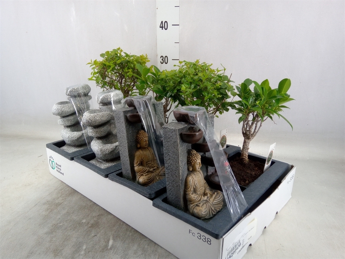 <h4>Bonsai   ...mix</h4>