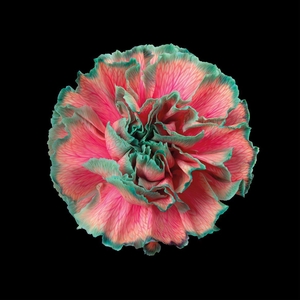 Dianthus St Bubblicious