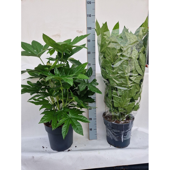 <h4>Fatsia japonica   ...</h4>
