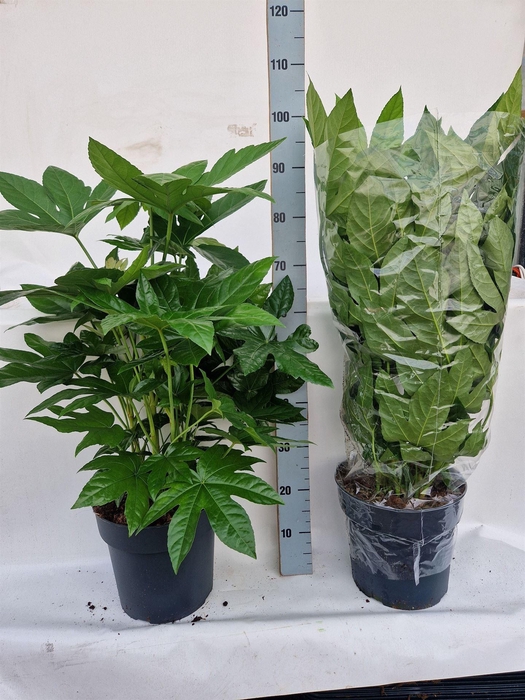 Fatsia japonica   ...