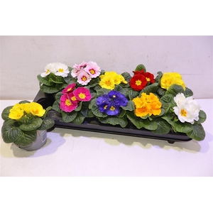 Prim Acaulis Gemengd