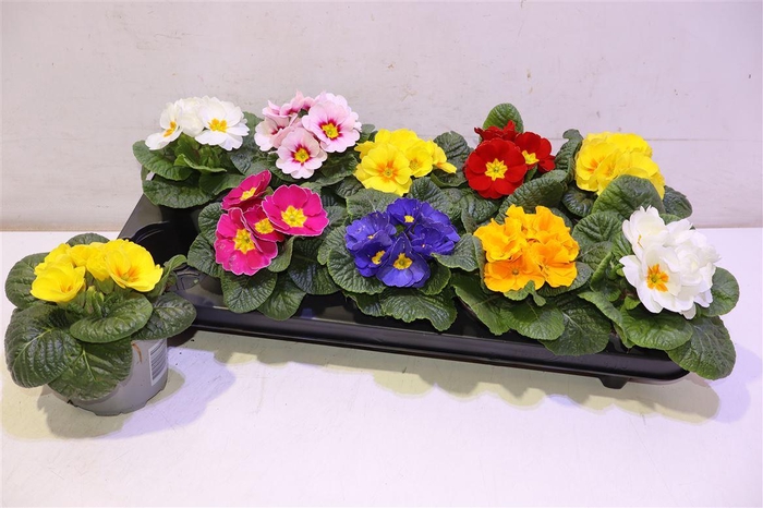 <h4>Prim Acaulis Gemengd</h4>