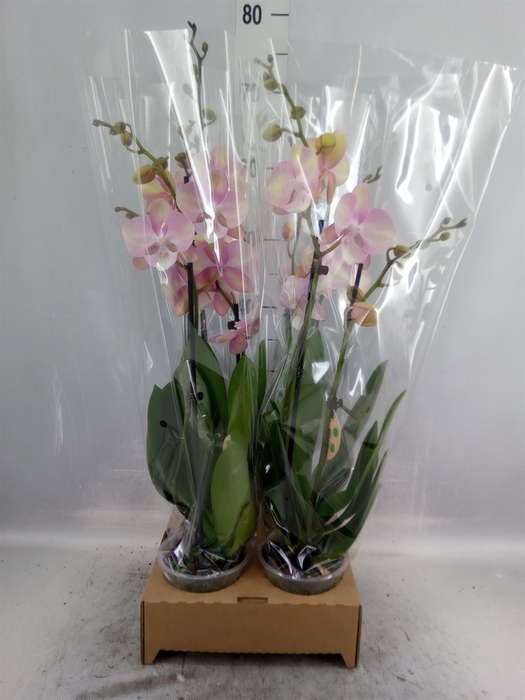 <h4>Phalaenopsis   ...</h4>