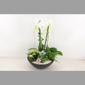 arr2 PL - Ebbischaal phal. cascade wit