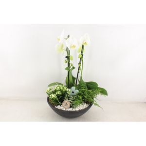 arr2 PL - Ebbischaal phal. cascade wit