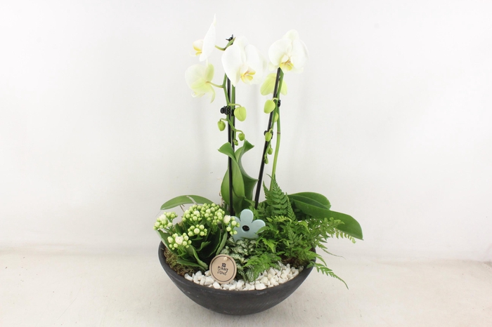 <h4>arr2 PL - Ebbischaal phal. cascade wit</h4>
