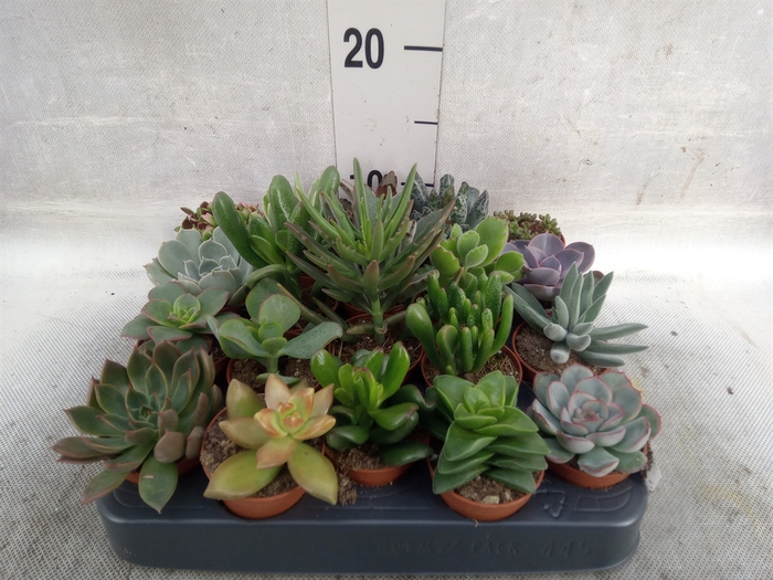 <h4>Succulents   ...</h4>