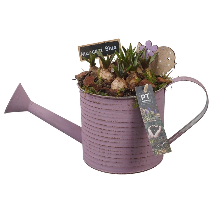 <h4>Arr. Muscari L%</h4>