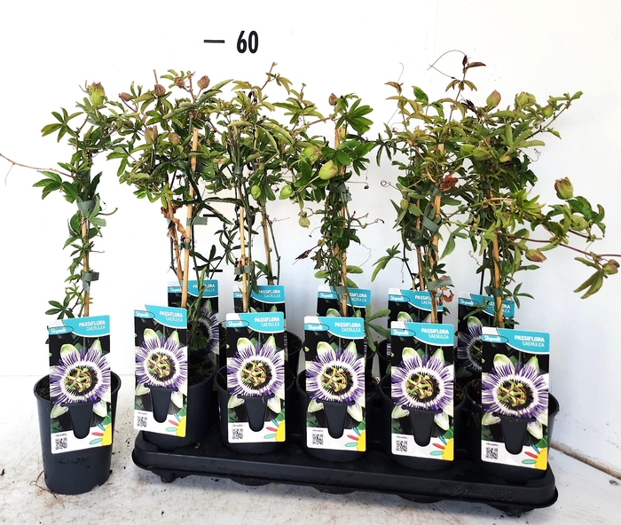 <h4>PASSIFL CAERULEA</h4>