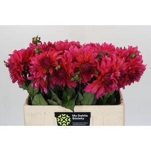 Dahlia Pink Punk