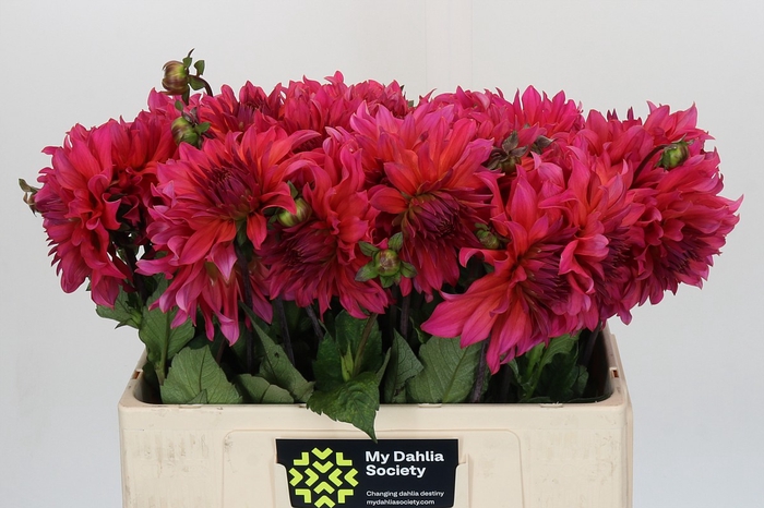 Dahlia Pink Punk