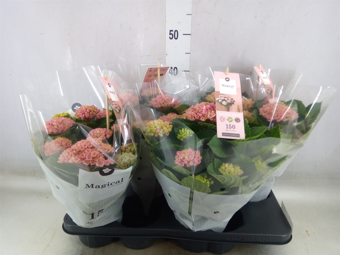 <h4>Hydrangea mac. 'Magical Revolution'</h4>