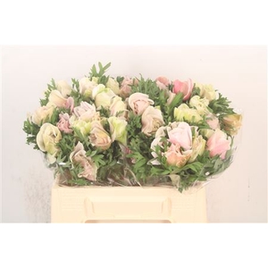 Anem Mistral White/ Salmon X25