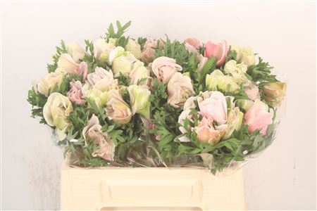 <h4>Anem Mistral White/ Salmon X25</h4>