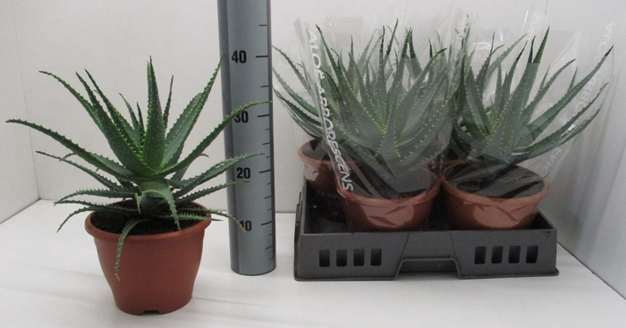 <h4>ALOE ARBORESCENS</h4>